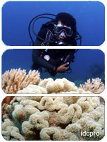 PADI Open Water Diver