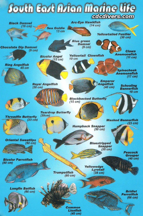 fish. Enroll on the PADI AWARE Fish